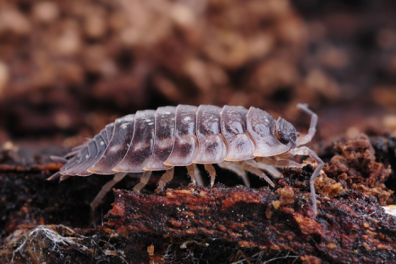 Le recyclage de la matière organique dans la forêt - Action de la microfaune - 8mn 02s